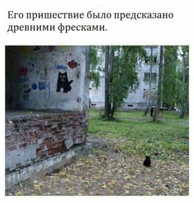 чёрный кот