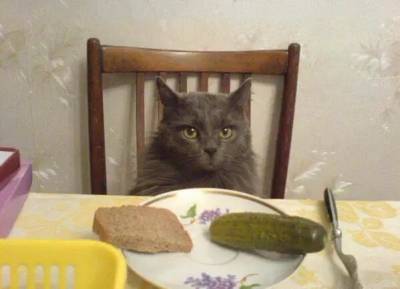 Кот и огурец