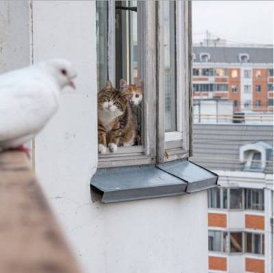 коты спасают голубя