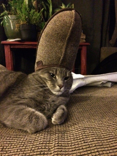 Котолик